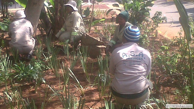 garden 2