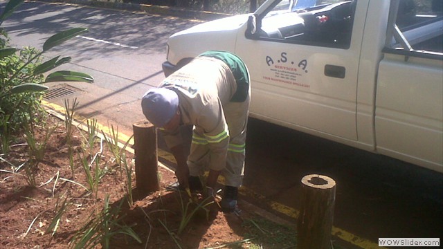 garden planting