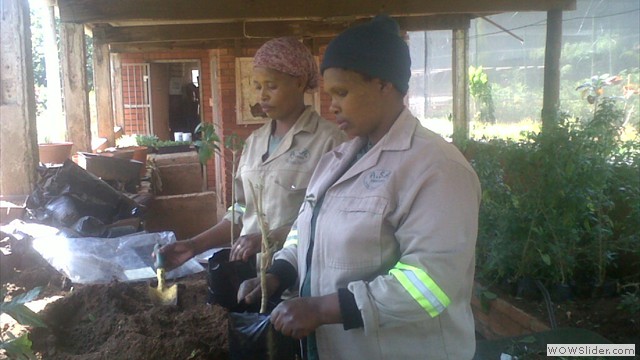 Planting at nursery